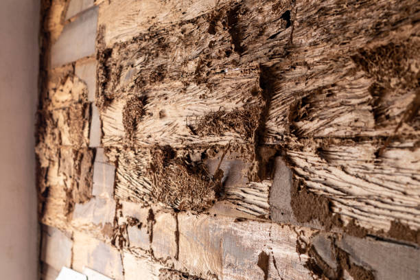 istock Termites eat old wooden walls near concrete posts. 1283499733