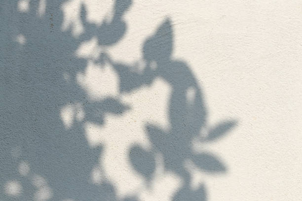 istock Shadows of many leaves on a white concrete wall. 1283499755