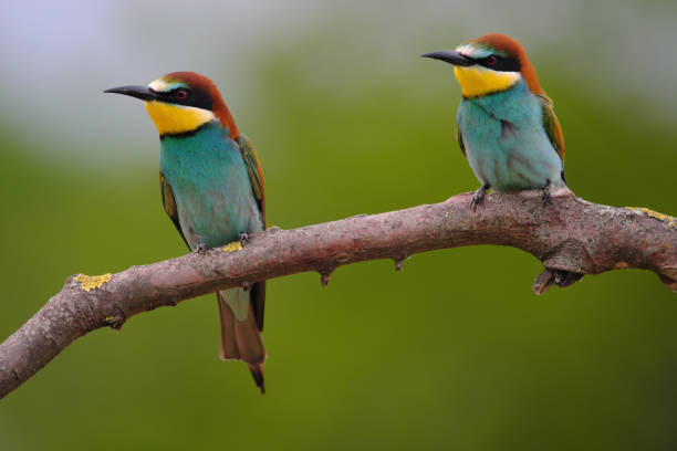 istock European Bee-Eater - Merops Apiaster on a branch , exotic colorful migratory bird 1283499774