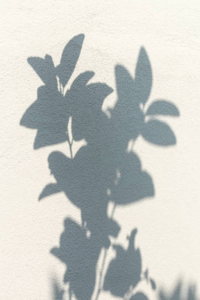 istock Shadows of many leaves on a white concrete wall. 1283499791