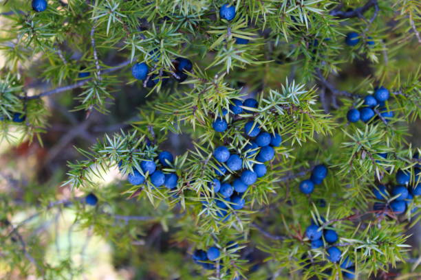 istock Lots of ripe navy blue juniper berries on a branch between green needles. Juniperus communis fruit. Bjelasnica Mountain, Bosnia and Herzegovina. 1283499858