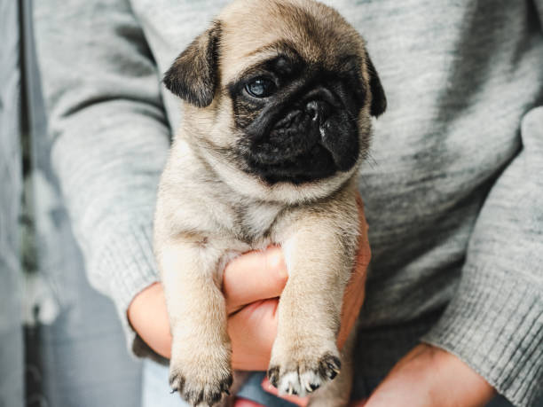 istock Lovable puppy. Day light. Concept of care pets 1283500457