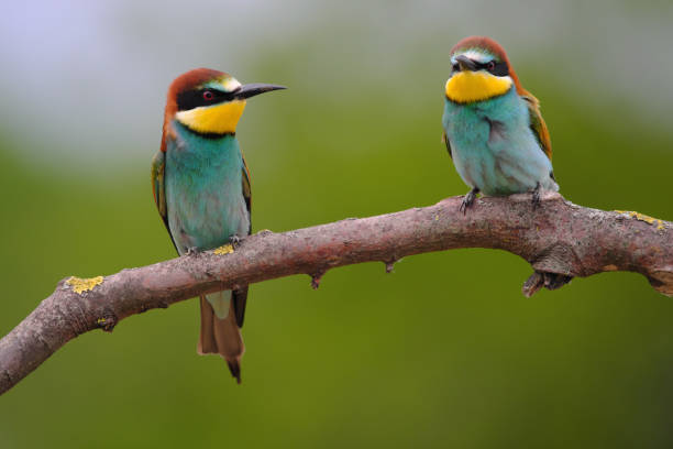 istock European Bee-Eater - Merops Apiaster on a branch , exotic colorful migratory bird 1283500471