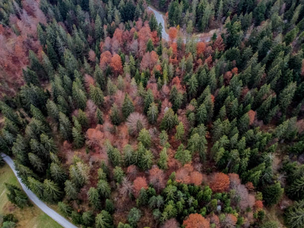 istock road in the autumn forest drone view 1283501138