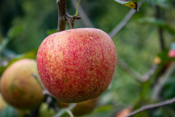 una bella mela leggermente rossastra su un ramo in un frutteto. jonagold. zavidovici, bosnia-erzegovina. - jona gold foto e immagini stock