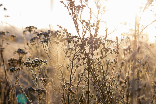 Winter sunrise over frosty meadow Grass covered with frost at sunrise. a very picturesque picture in late autumn winter rye stock pictures, royalty-free photos & images