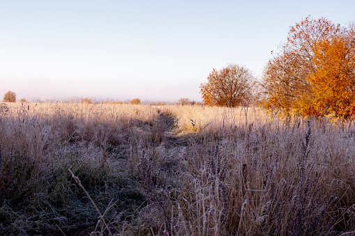 Dawn, autumn, a field with grass covered with hoarfrost and bright orange trees, a path that leads us into the distance, a very picturesque picture