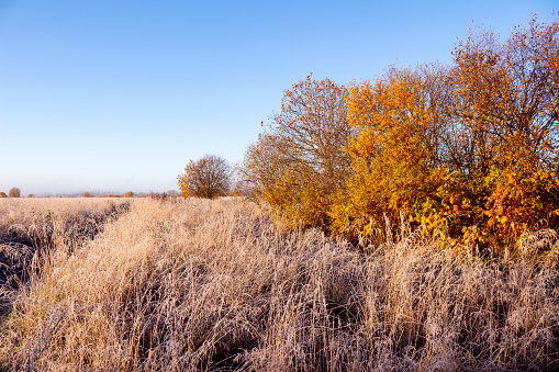 Spring landscape with willows and reed beds in the marshes of National Park Lauwersmeer, in the north of the Netherlands.