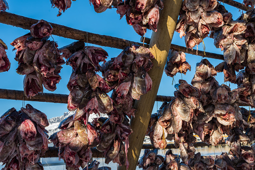 Detail of giant wooden racks with fish heads hanging in open sea air to dry on the Lofoten islands in Norway on clear winter day with blue sky