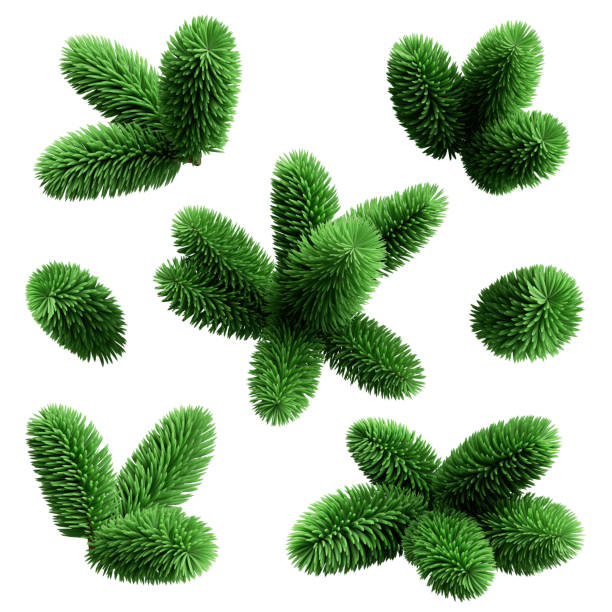 istock 3d rendering, spruce twigs set, Christmas tree elements, coniferous clip art collection, isolated on white background 1283503646