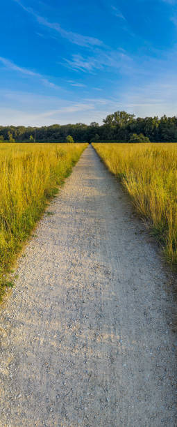 istock Vertical panorama of long path to forest between yellow fields at sunny morning 1283504422