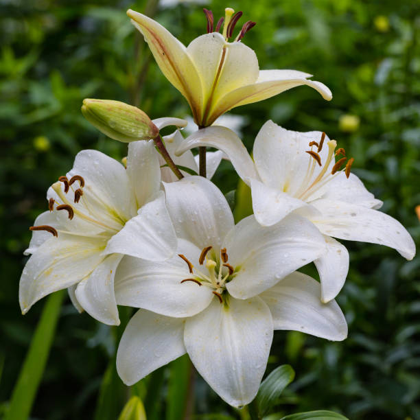 istock White lily buds and flowers 1283504540