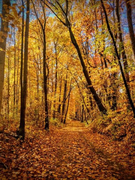 istock Yellow Trees on the Backroad 1283504806