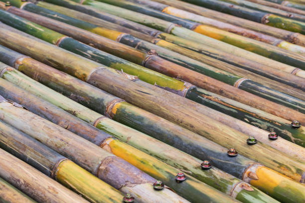 istock Many bamboo rows background with wood screws. 1283504864
