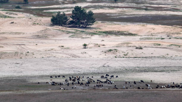 istock Desert in spring distant view on goat pasture 1283505839