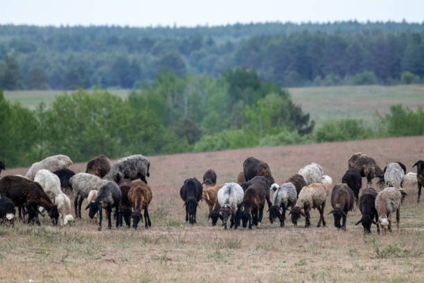 istock Goats pasture on sand dunes field near forest 1283505896