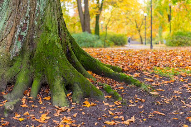 秋の公園に栗の木の根 - chestnut tree leaf sunlight tree ストックフォトと画像