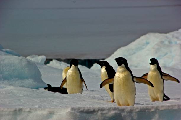 istock Adelie penguins on iceberg 1283507818