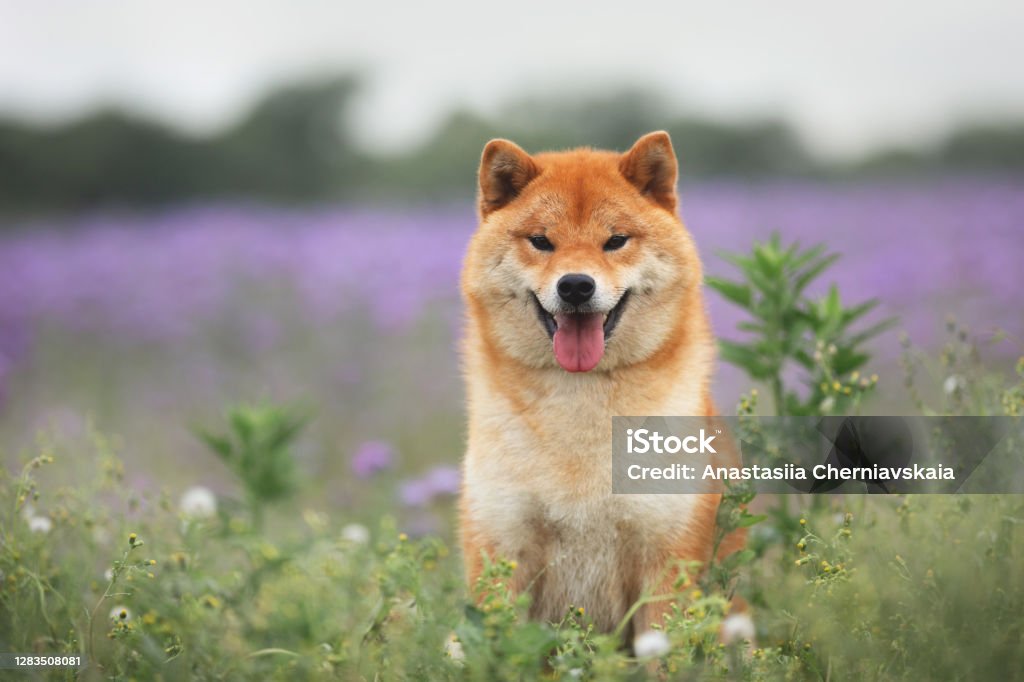 Gorgeous and happy red shiba inu dog sitting in the violet flowers field. Phacelia blossoms. Beautiful japanese dog Gorgeous, Cute and happy red shiba inu dog sitting in the violet flowers field. Phacelia blossoms. Portrait of Beautiful japanese dog. Shiba Inu Stock Photo