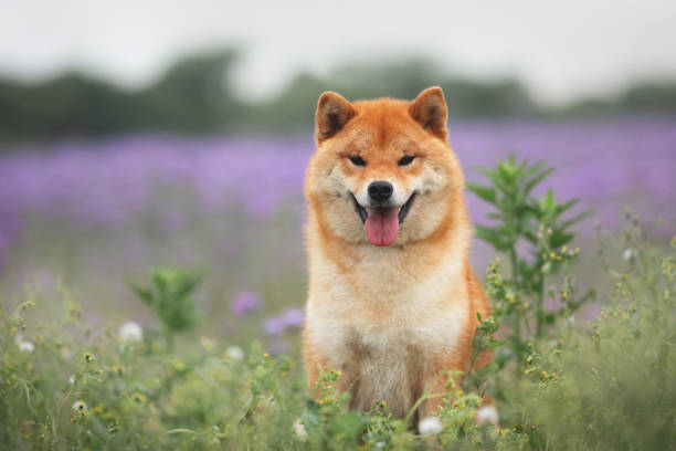 Gorgeous and happy red shiba inu dog sitting in the violet flowers field. Phacelia blossoms. Beautiful japanese dog Gorgeous, Cute and happy red shiba inu dog sitting in the violet flowers field. Phacelia blossoms. Portrait of Beautiful japanese dog. shiba inu stock pictures, royalty-free photos & images