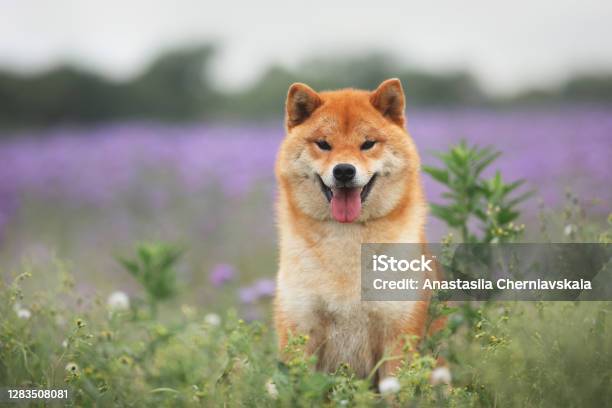 Gorgeous And Happy Red Shiba Inu Dog Sitting In The Violet Flowers Field Phacelia Blossoms Beautiful Japanese Dog Stock Photo - Download Image Now