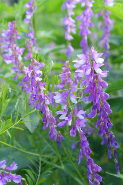 istock beautiful blossom flowers 1283508451