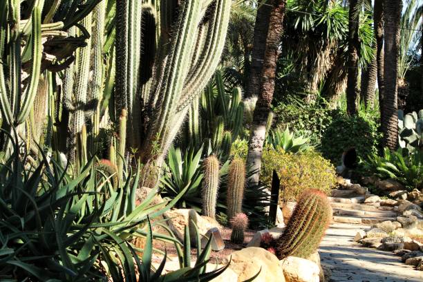 istock Rockery with different types of cactus 1283508651