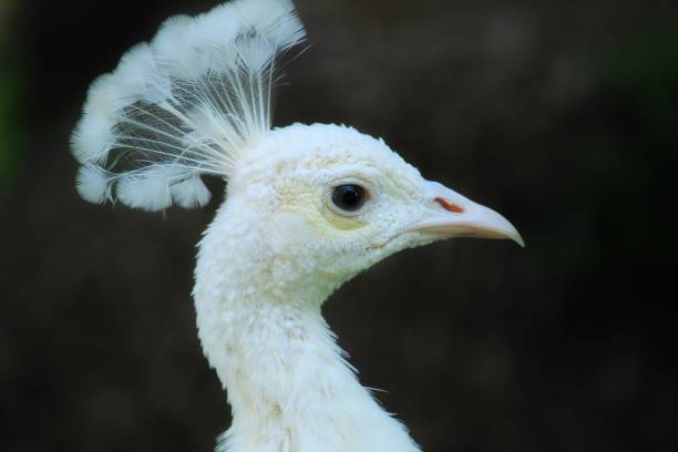 istock White peacock in a garden 1283509255
