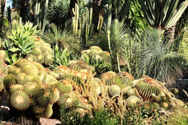 istock Rockery with different types of cactus 1283509305