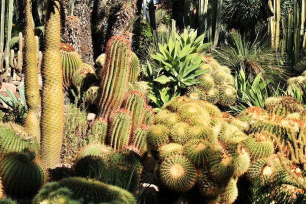 istock Rockery with different types of cactus 1283509348