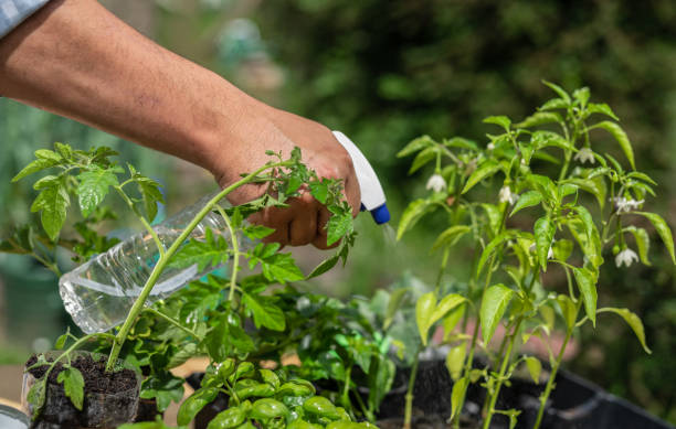 istock Man Spraying Herbs In His Vegetable Garden 1283509606
