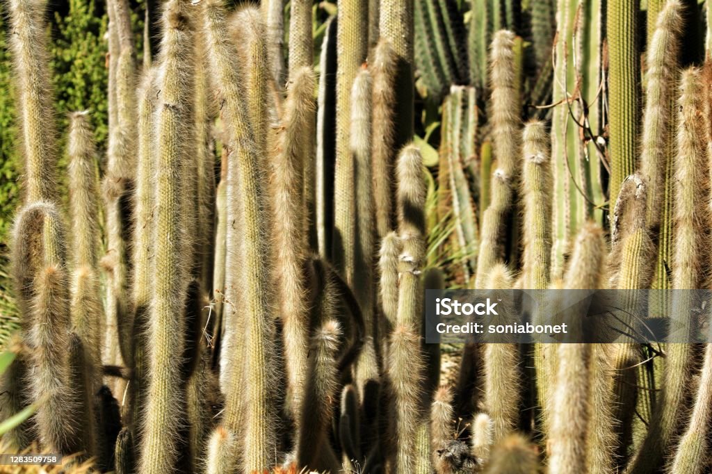 Cleistocactus Strausii cactus plant in the garden Cleistocactus Strausii cactus plant in Huerto del Cura garden in Elche in Autumn Autumn Stock Photo