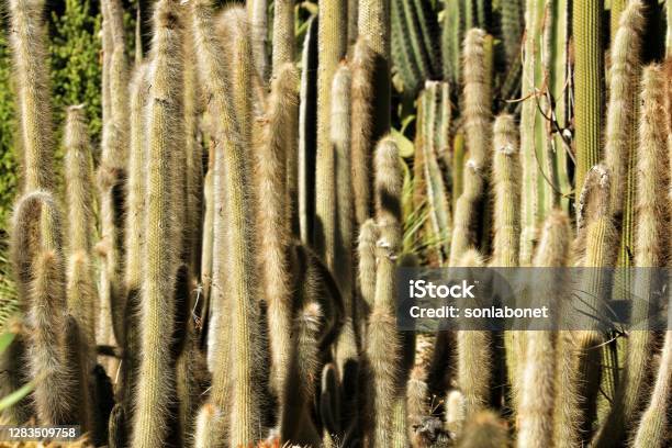 Cleistocactus Strausii Cactus Plant In The Garden Stock Photo - Download Image Now - Autumn, Beauty, Botany