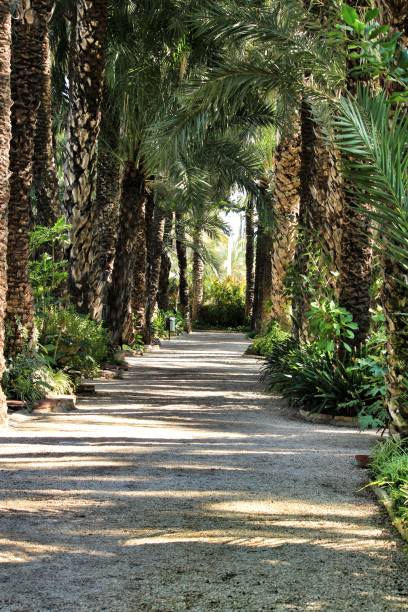 istock Green vegetation in a botanical garden in Elche 1283510000