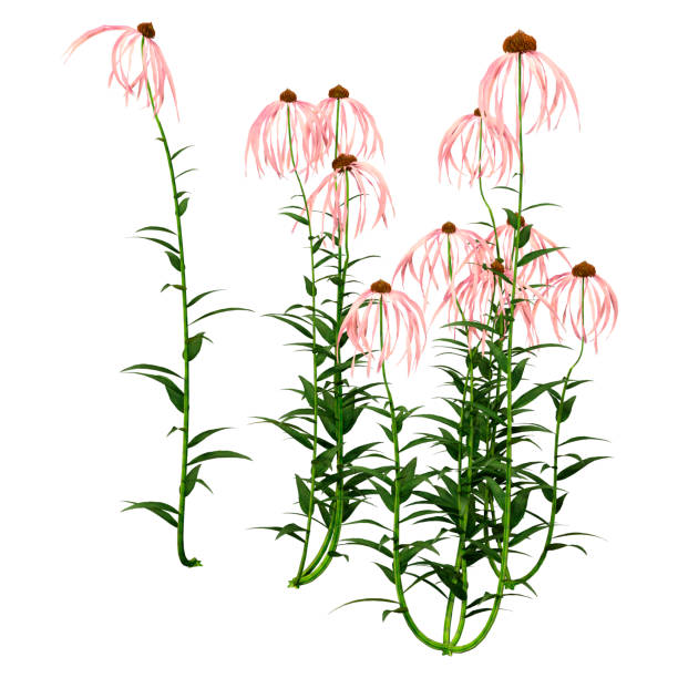 istock 3D illustration cone flowers on white 1283510354