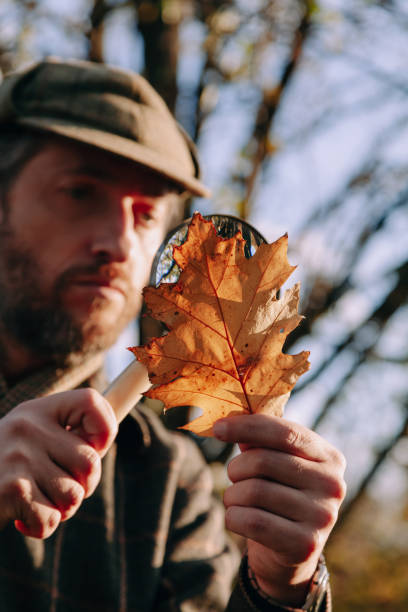 istock Scientist examines  leaf of  tree through  magnifying glass 1283511529