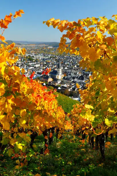 Autumnally coloured vines in the Ahr Valley (Ahrtal) near Ahrweiler