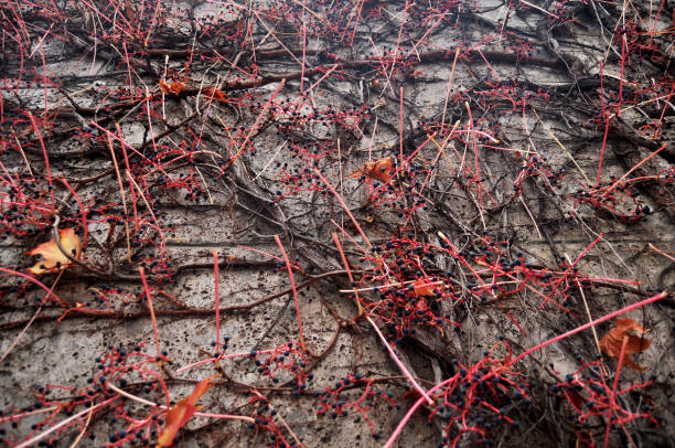 istock Ivy tree plant climbing concrete wall background while autumn fall season 1283512469