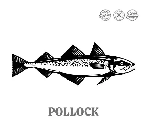 Vector illustration of Vector pollock fish illustration