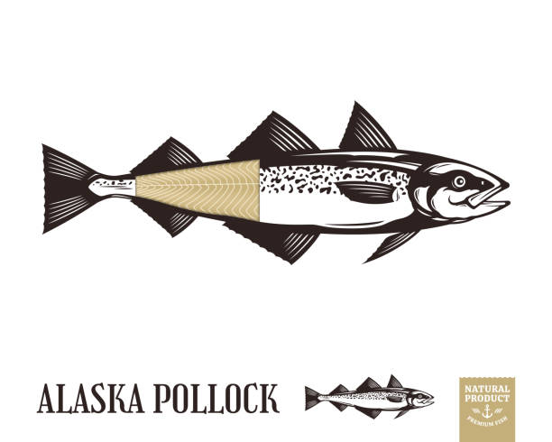 ilustrações, clipart, desenhos animados e ícones de ilustração de pollock vetor alaska - fillet