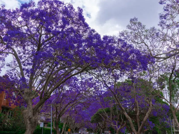 North Sydney Street lined with Jacaranda trees with the purple flower in full blossom