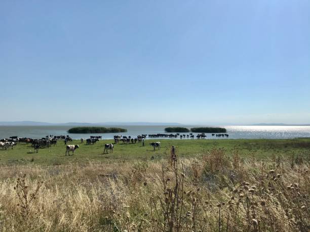 istock grazing animals by the lake 1283513823
