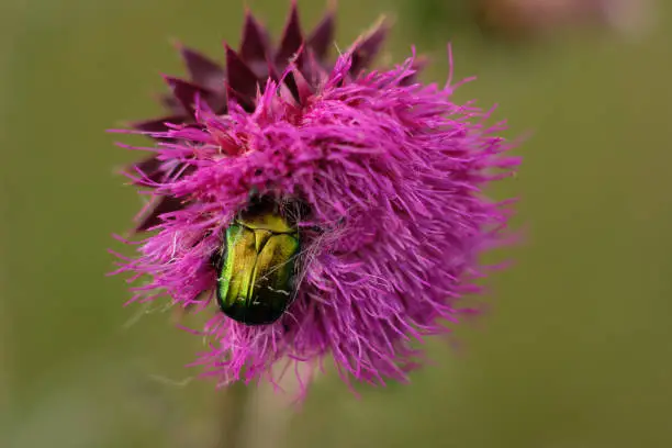 Flower beetle - Protaetia speciosissima on the Musk thistle - Carduus nutans flower