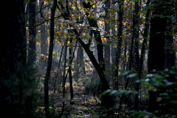 istock Dark forest on a sunny day, Poland 1283515712