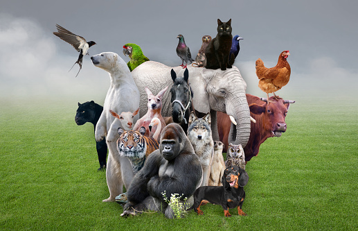 Animals Stock Photo - Download Image Now - Animal, Ark, Image Montage -  iStock
