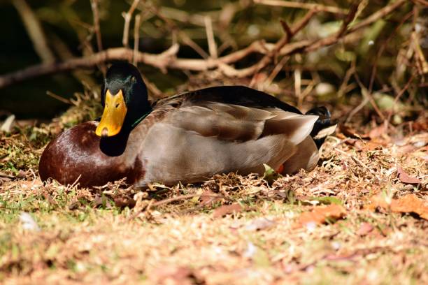 istock Wild bird duck mallard in the swamp 1283517533