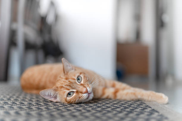 istock brown tabby cat with green eyes lying on a carpet, looks at the camera 1283517559