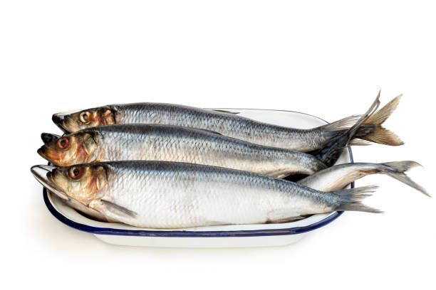 istock Raw herring fish on enameled bowl isolated on a white 1283517947