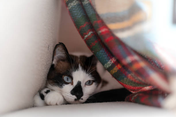 istock black and white cat with blue eyes hides under a colorful blanket 1283518725