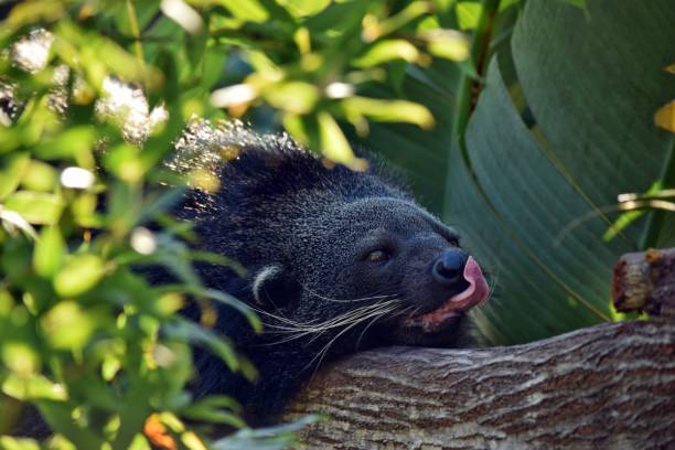 istock Close up the Arctictis Binturong lying on a tree 1283518750
